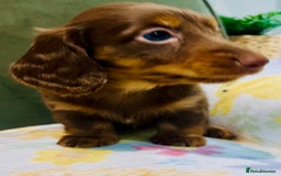 Miniature Dachshund dogs for sale: KC reg PRA clear long hair mini dachshund puppies  in Maidstone - Image 12