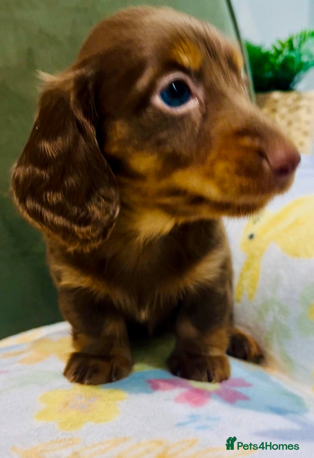 Miniature Dachshund dogs for sale: KC reg PRA clear long hair mini dachshund puppies  in Maidstone - Image 12