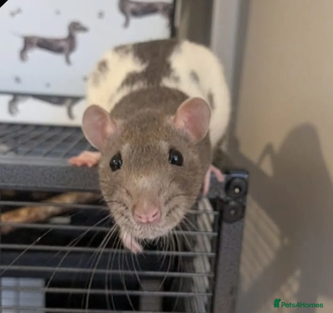 Rat rodents for sale: 3 female rats  - Advert 1