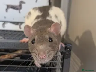 Rat rodents 3 female rats - Advert 6