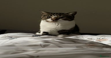 Mixed Breed cats - Advert 12