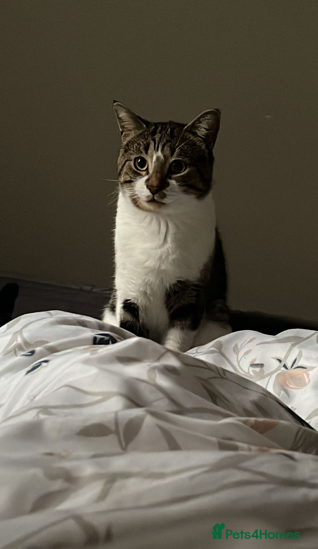Mixed Breed cats for sale: Male and Female cat to a good home - Image 2