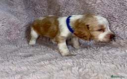 Cocker Spaniel dogs for sale: Stunning Cocker Spaniel Pups - Image 8