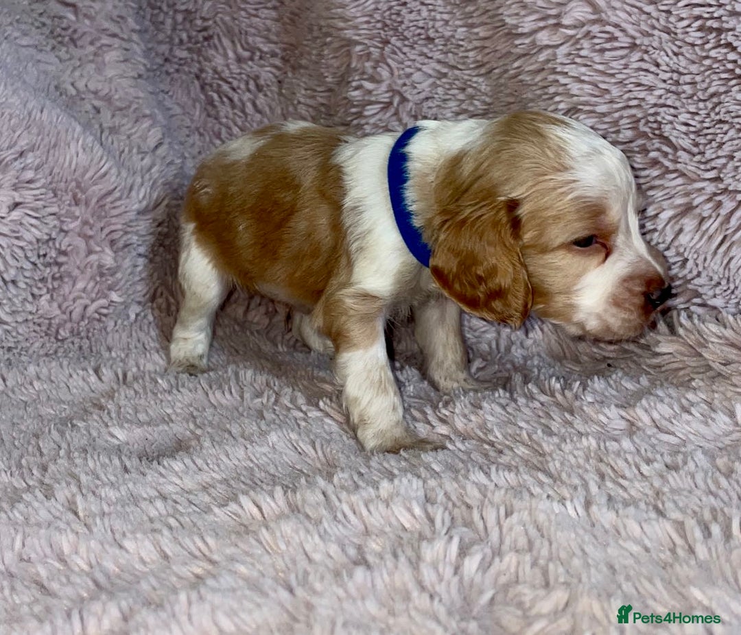Cocker Spaniel dogs for sale: Stunning Cocker Spaniel Pups - Image 8