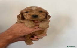Cocker Spaniel dogs for sale: *READY NOW* COCKER SPANIEL PUPPIES KC REG SHOW in Newmarket - Image 1