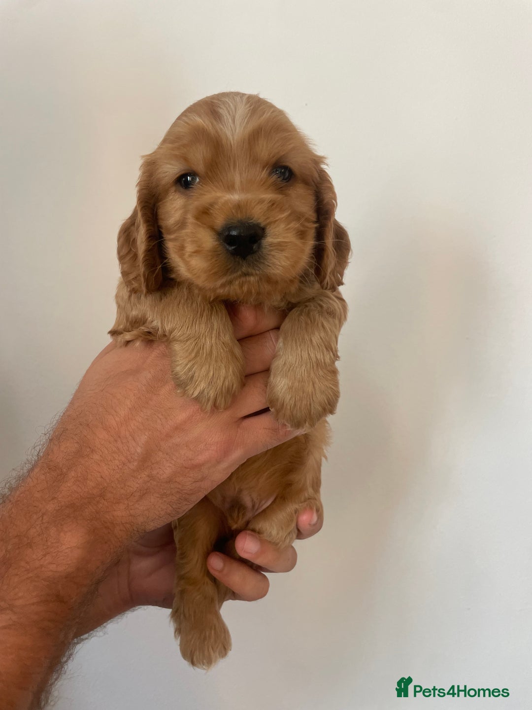 Cocker Spaniel dogs for sale: *READY NOW* COCKER SPANIEL PUPPIES KC REG SHOW in Newmarket - Image 1
