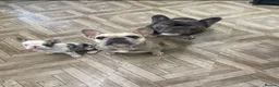 French Bulldog dogs for sale: Female French bulldog for sale  in Southampton - Advert 4