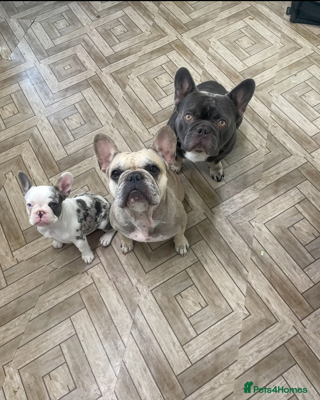 French Bulldog dogs for sale: Female French bulldog for sale  in Southampton - Advert 4