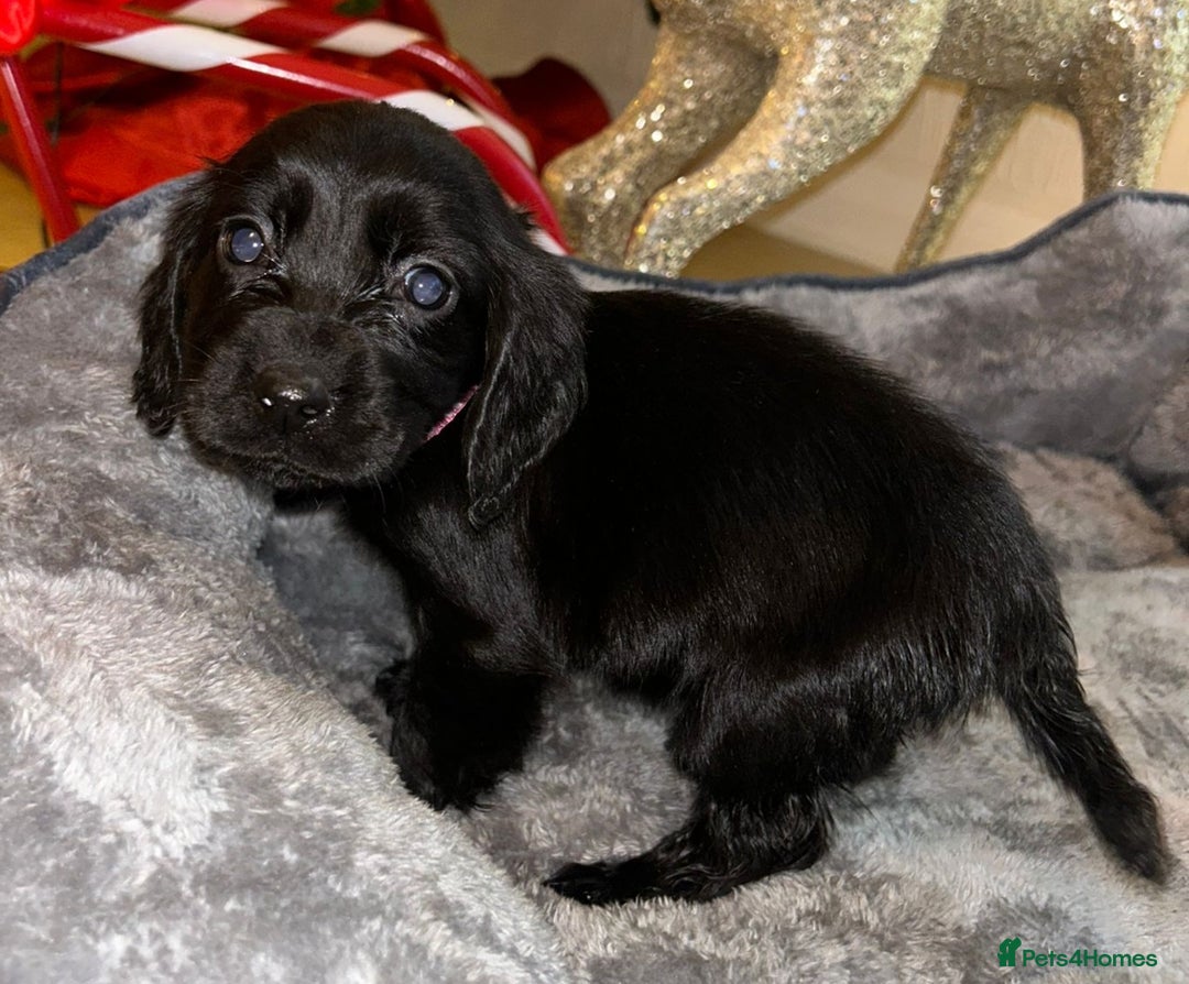 Cocker Spaniel dogs for sale: 6 beautiful cocker spaniel puppies  - Advert 13