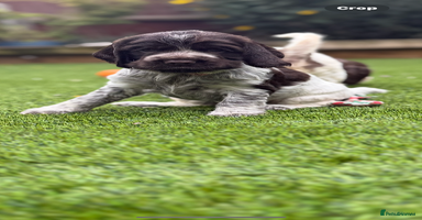 Cocker Spaniel dogs - Advert 13