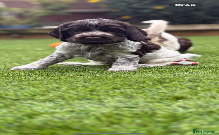 Cocker Spaniel dogs - Advert 9