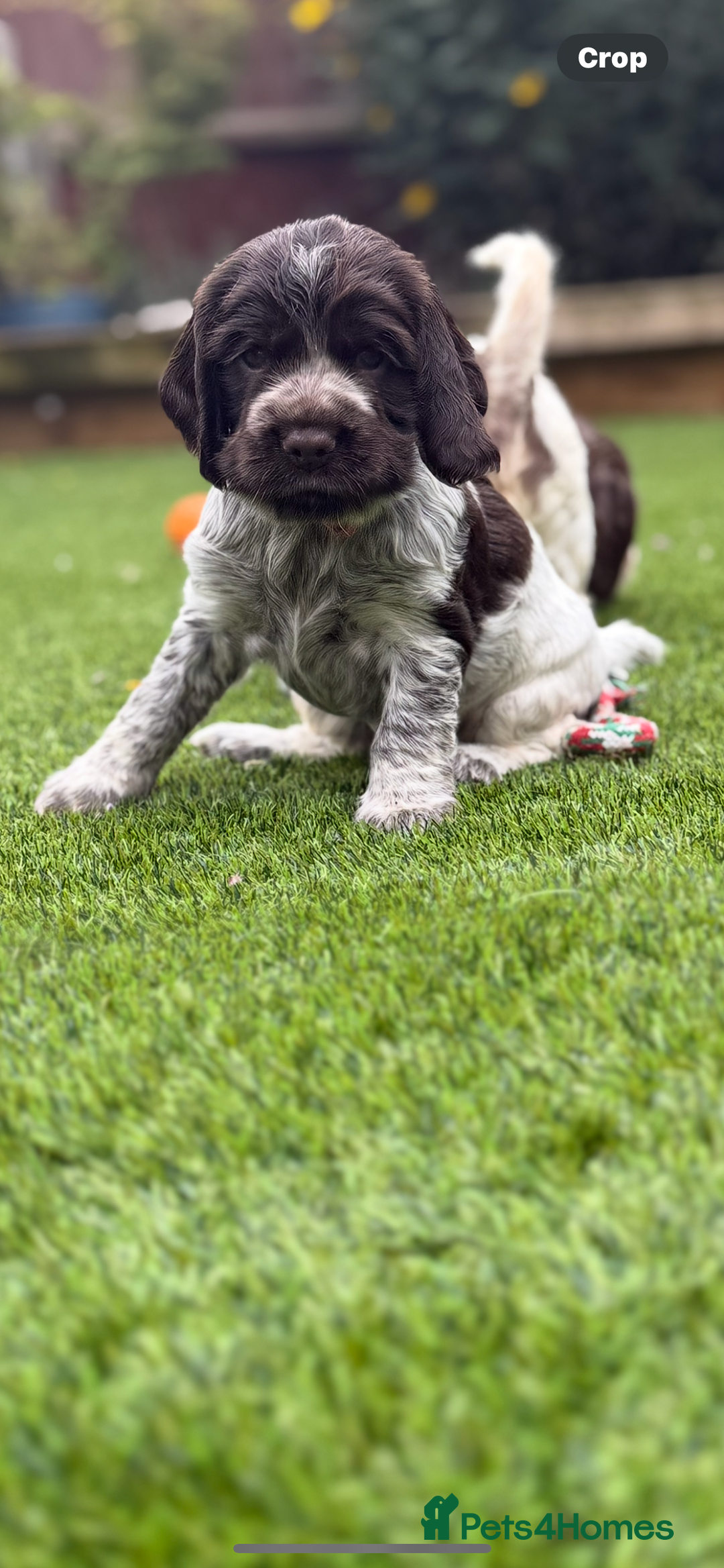 Cocker Spaniel dogs for sale: Quality English Show Cocker Spaniels (Serci Lines) - Image 4