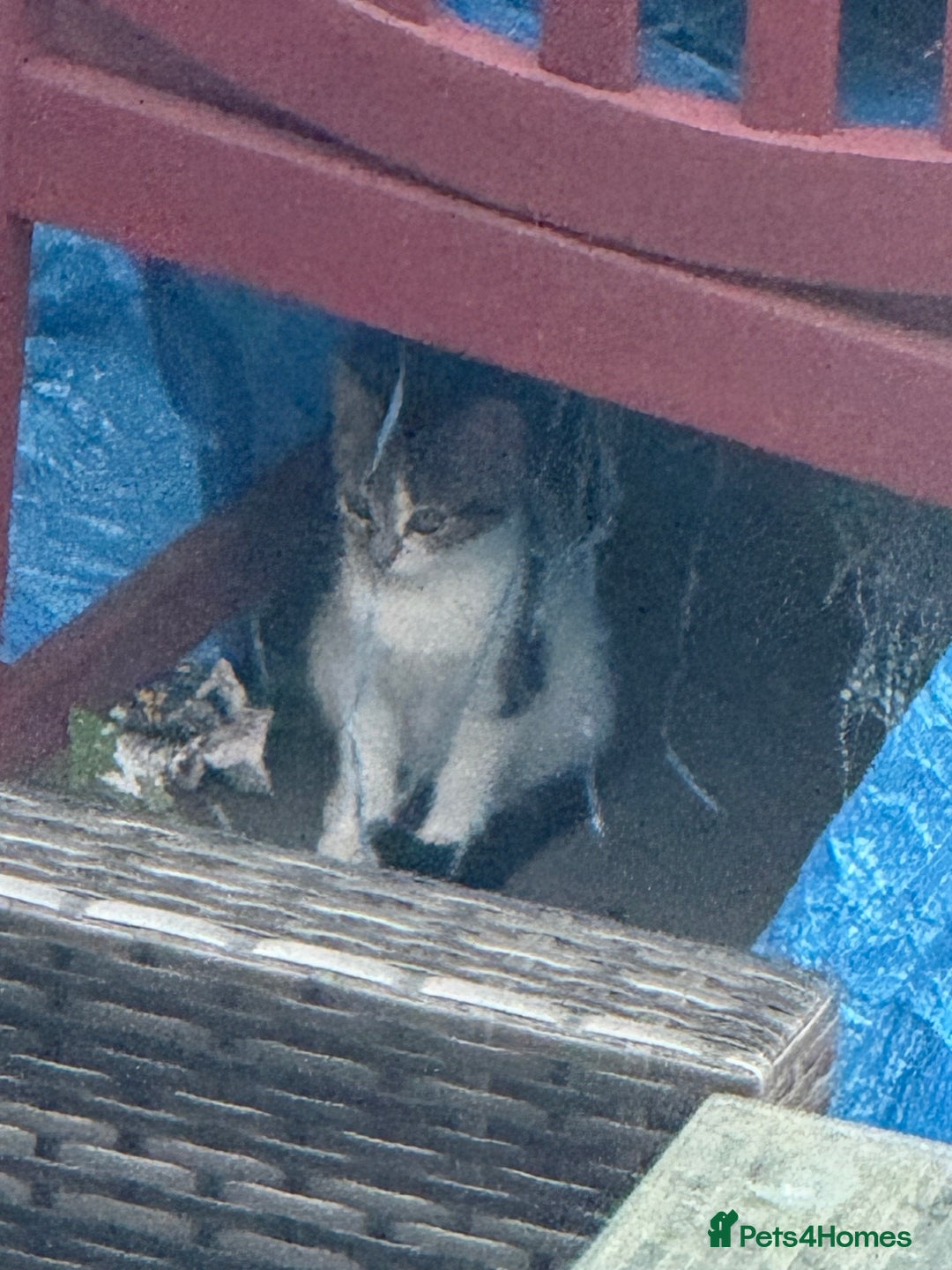 Domestic Shorthair cats for sale: Beautiful Kittens ready for forever home  - Image 5