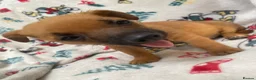 Mixed Breed dogs for sale: Jack Russell/ Yorkshire terrier puppy’s  in Pontypool - Advert 13