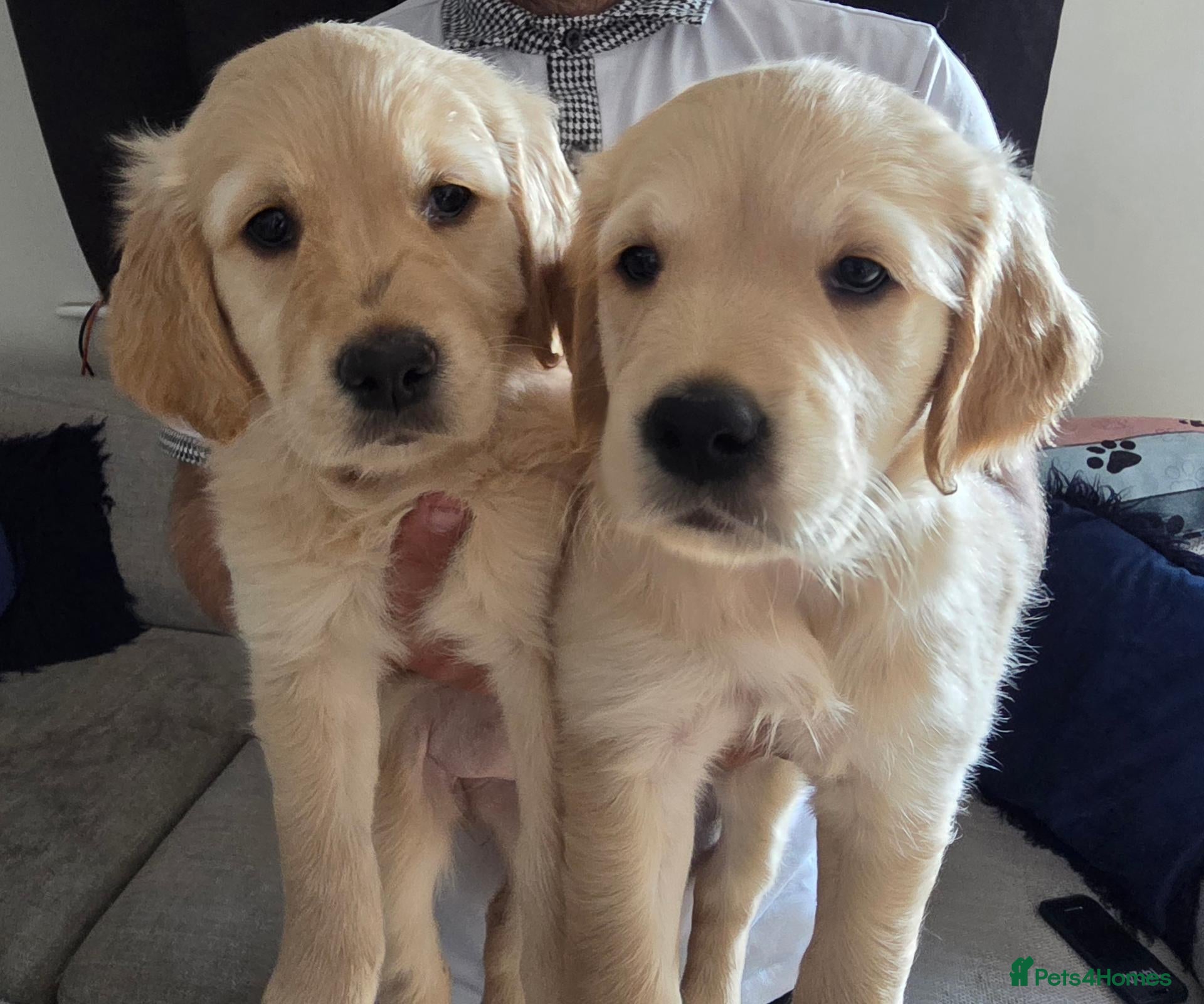 Golden Retriever dogs Beautiful KC Registered Golden Retrievers - Advert 8