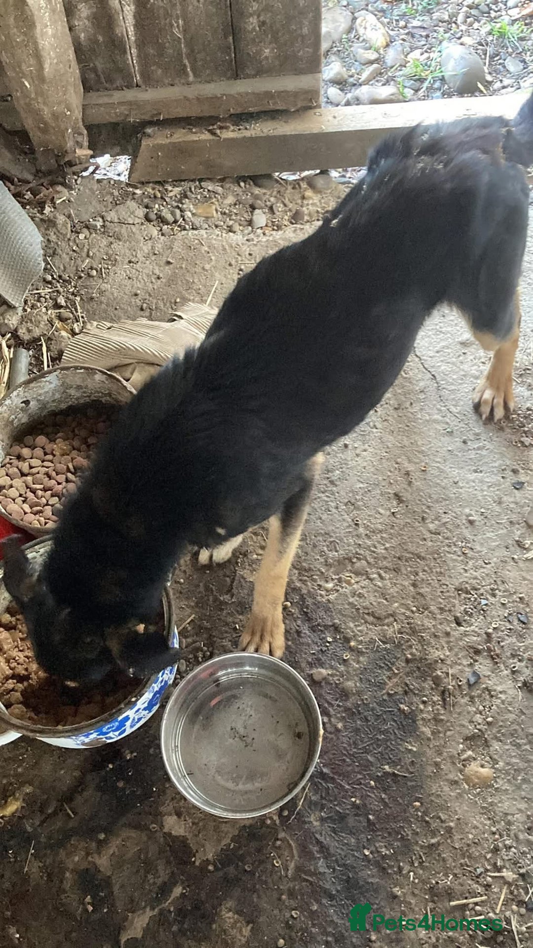 Mixed Breed dogs for adoption: Batman - Norwich Norfolk  - Advert 8