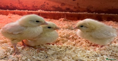 Chickens poultry - Advert 3