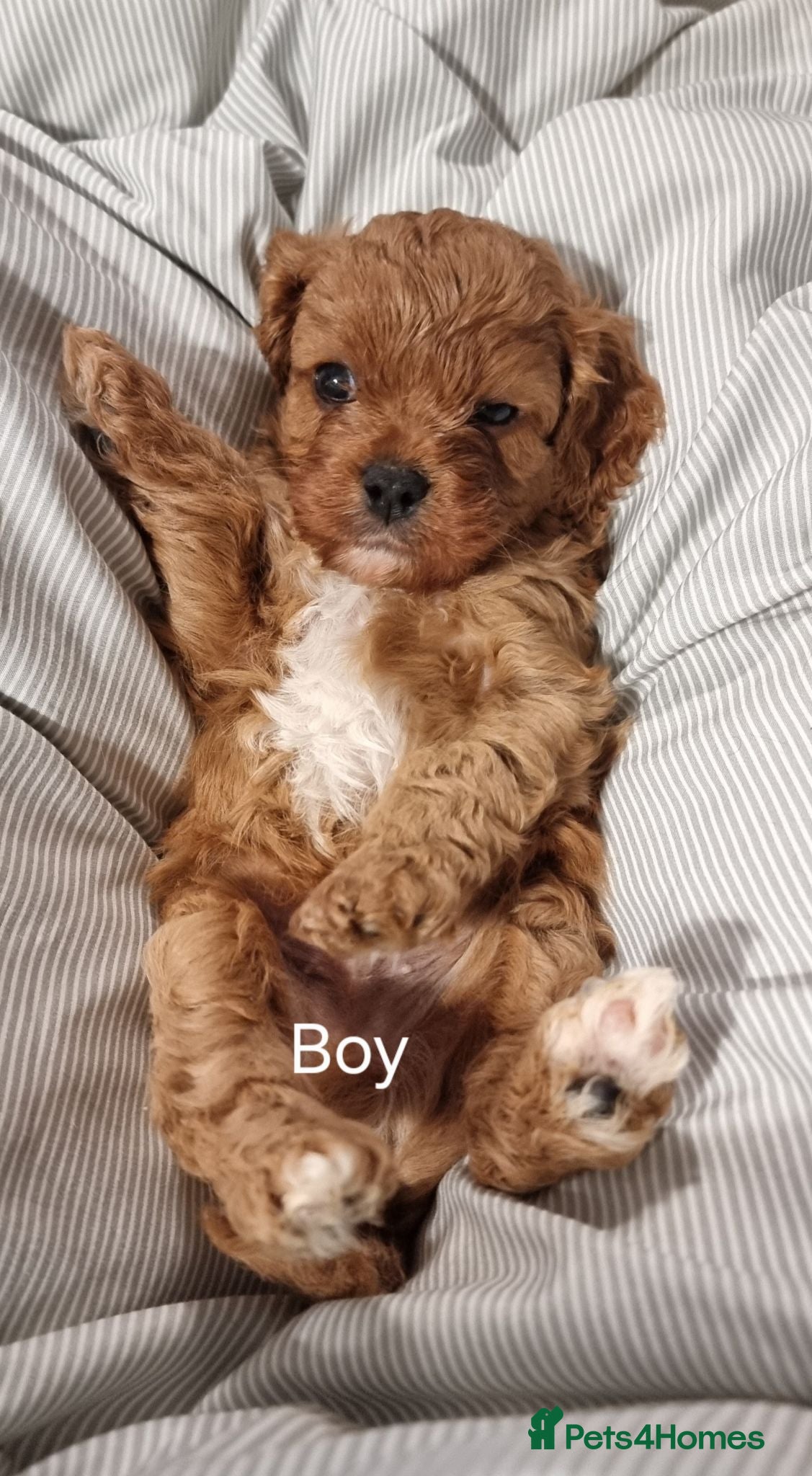 Cavapoo dogs Small f1 toy cavapoos  - Advert 12