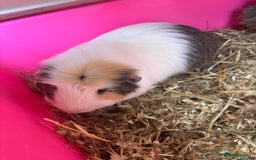 Guinea Pig rodents for sale: 3 male guniea pigs  - Image 2