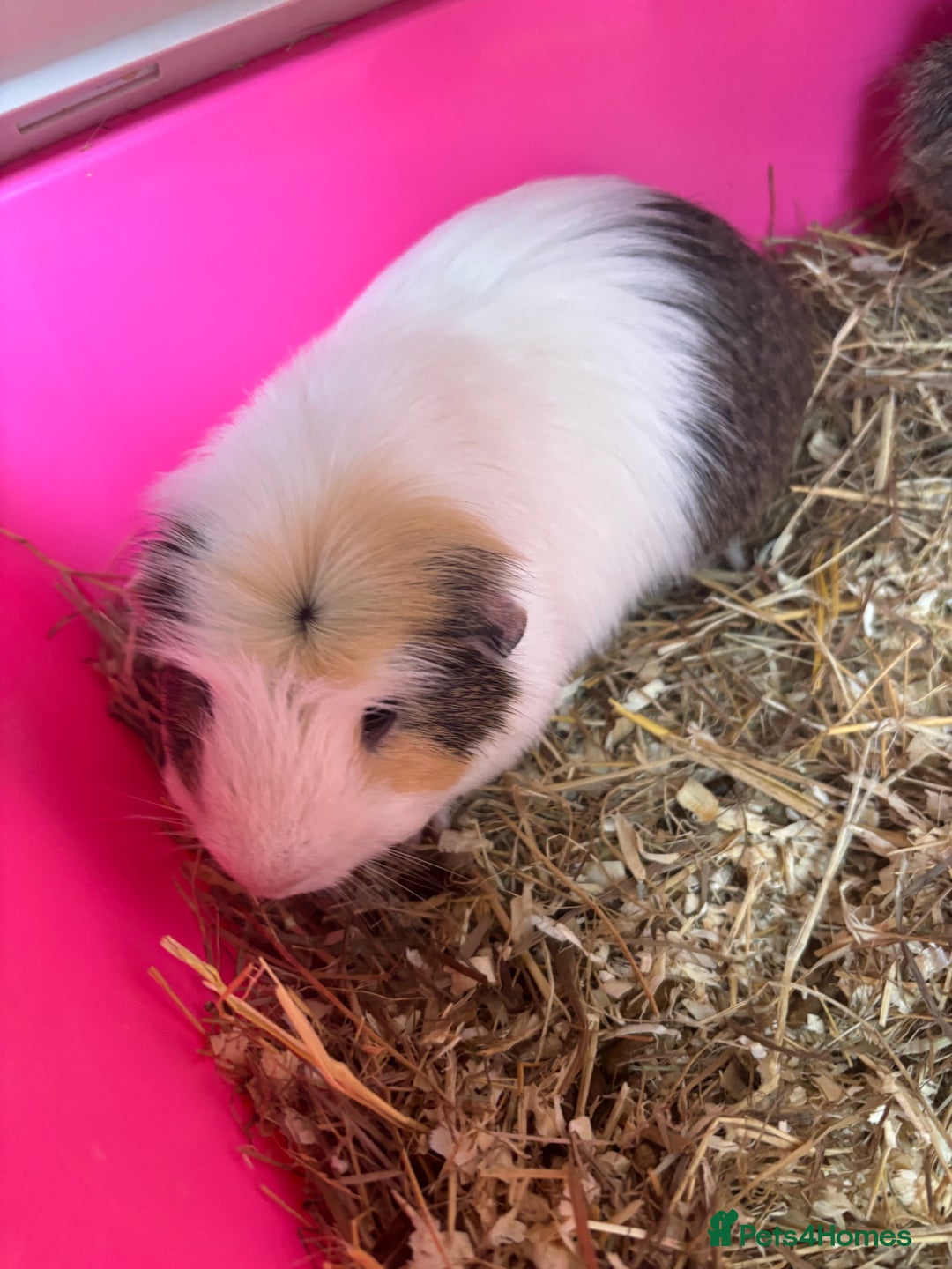 Guinea Pig rodents for sale: 3 male guniea pigs  - Image 2