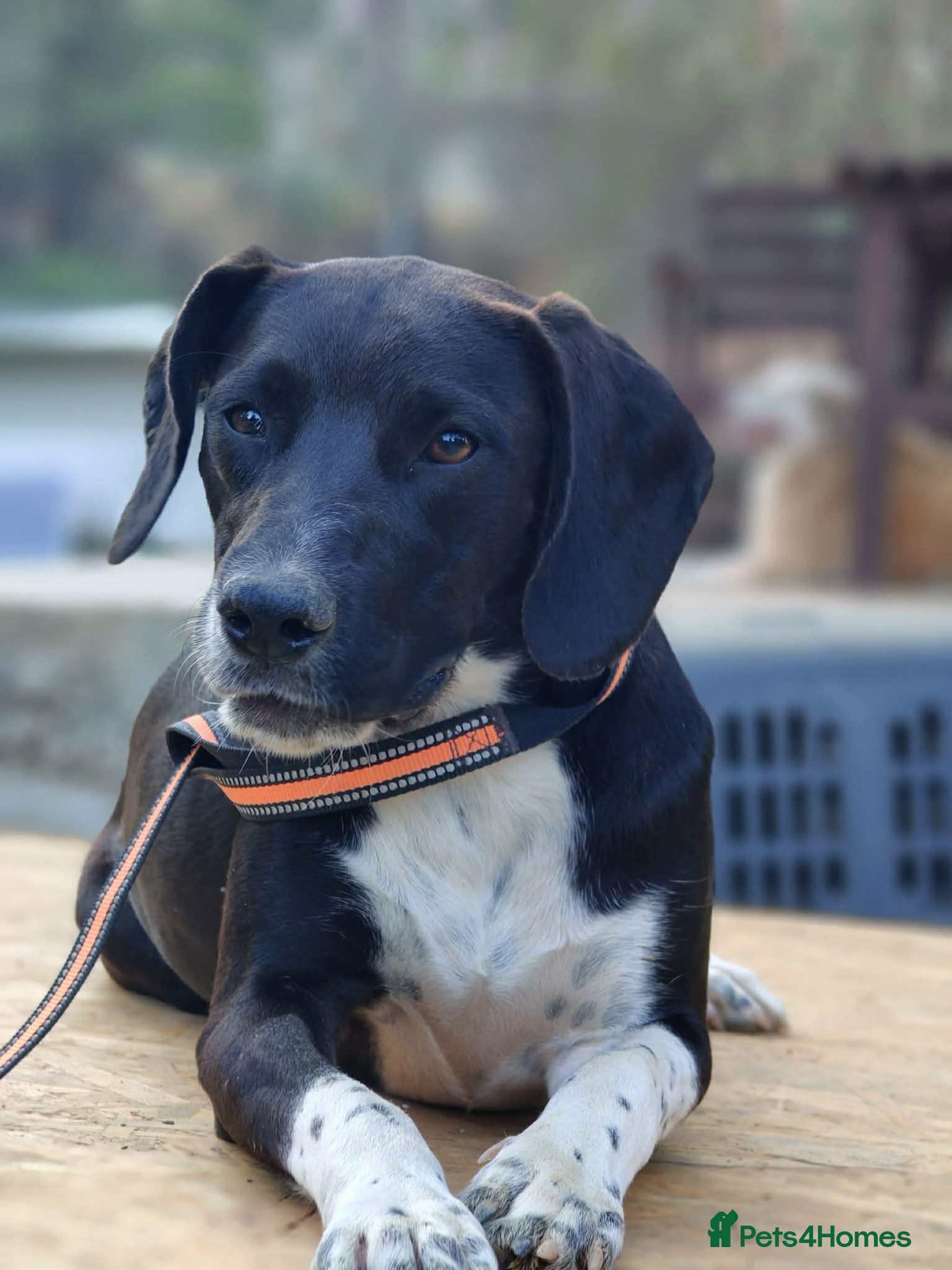 Pointer dogs Socks is looking for her forever home - Advert 1