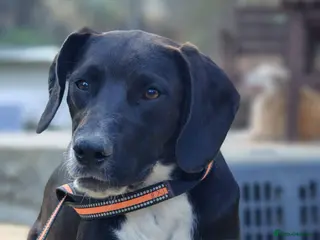 Pointer dogs Socks is looking for her forever home - Advert 1