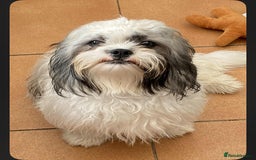 Shih Tzu dogs for sale: Beautiful shit tzu puppies - Image 3