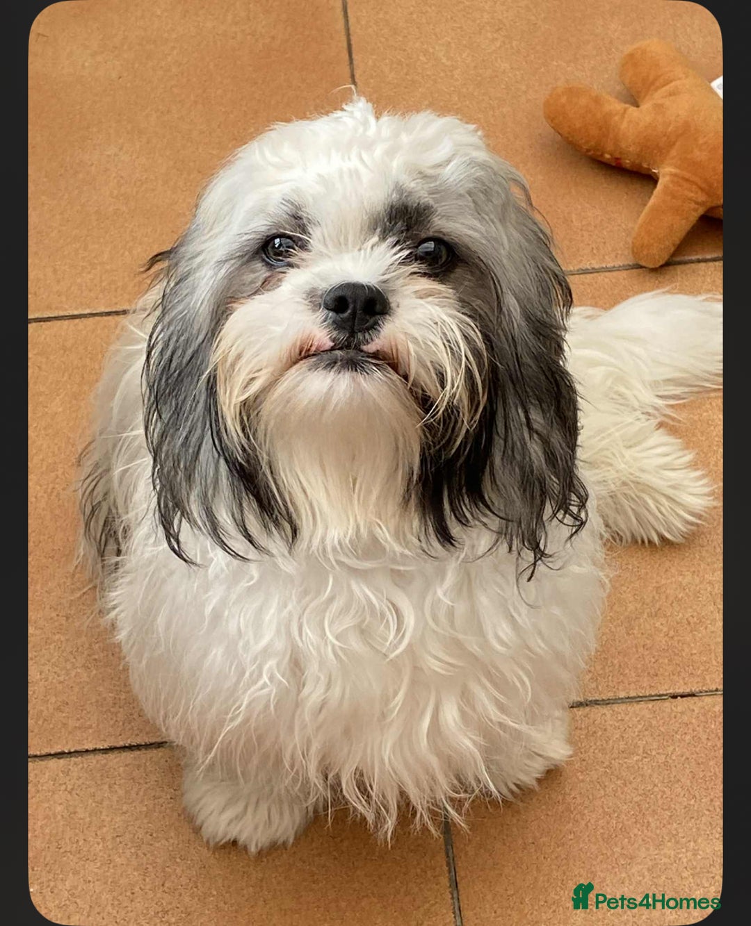 Shih Tzu dogs for sale: Beautiful shit tzu puppies - Image 3