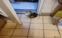 British Shorthair cats for sale: Tabby kittens  - Image 1