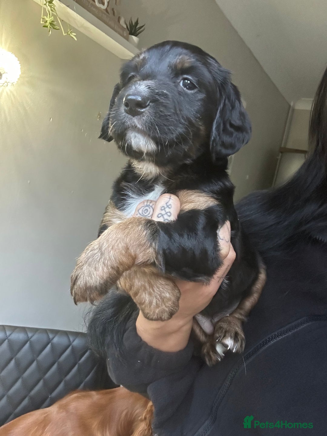 Mixed Breed dogs for sale: KC COCKER X MINI COLLIE PUPS  - Advert 24