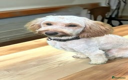Cockapoo dogs for sale: Gorgeous F1b miniature cockapoo - Image 3