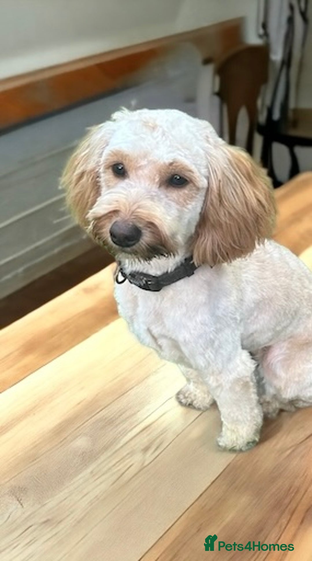 Cockapoo dogs for sale: Gorgeous F1b miniature cockapoo - Image 3