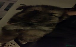 German Shepherd dogs for sale: Stunning litter of German shepherds  - Image 2