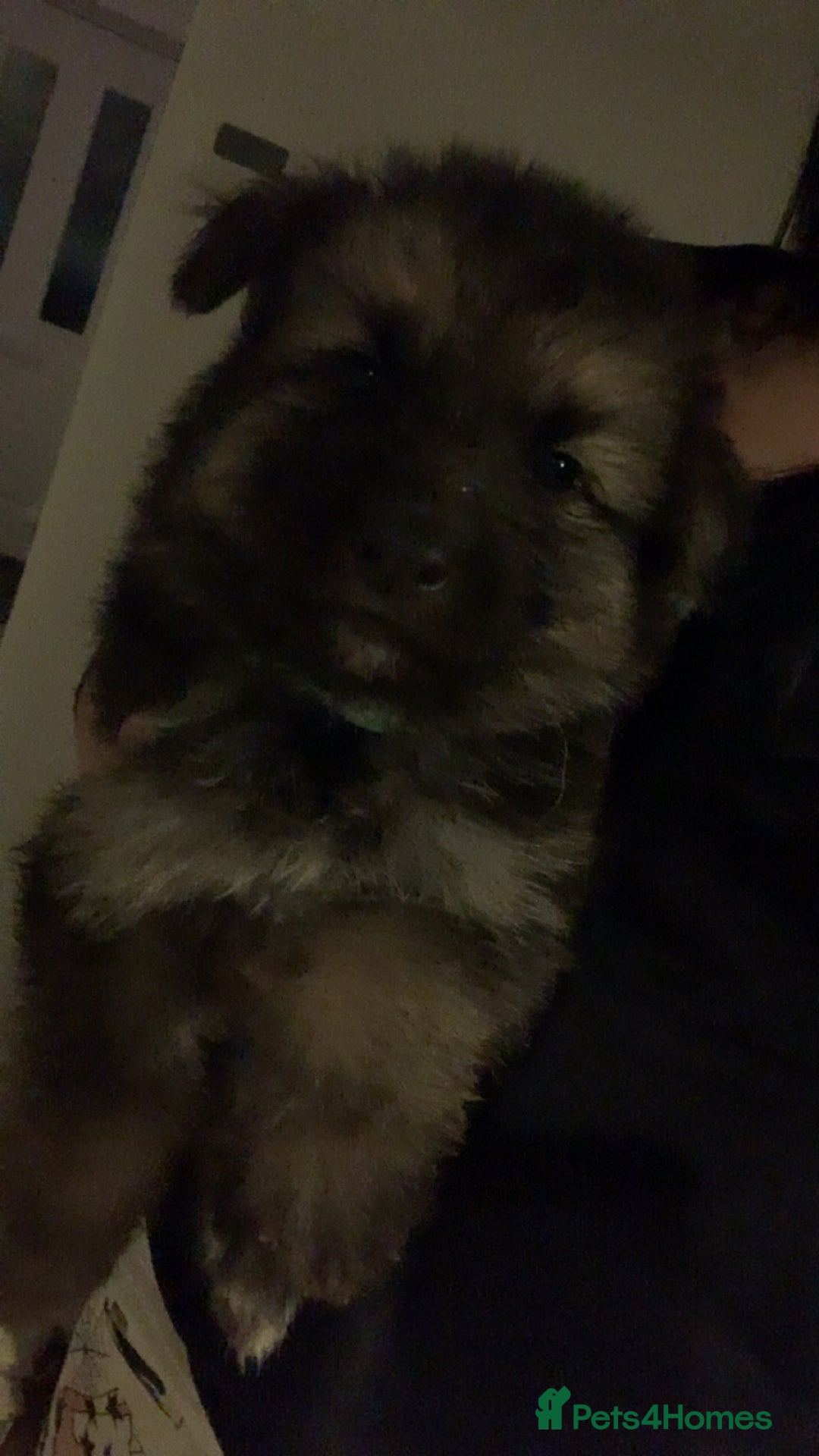 German Shepherd dogs for sale: Stunning litter of German shepherds  - Image 2