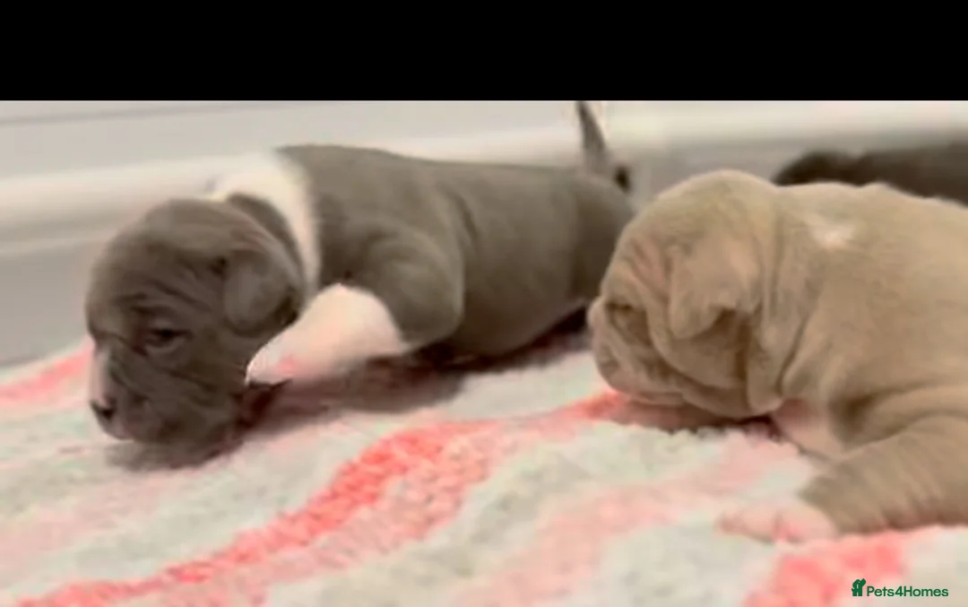 Staffordshire Bull Terrier dogs for sale: 1st Class 100%Staffy puppies Kc Reg - Advert 2