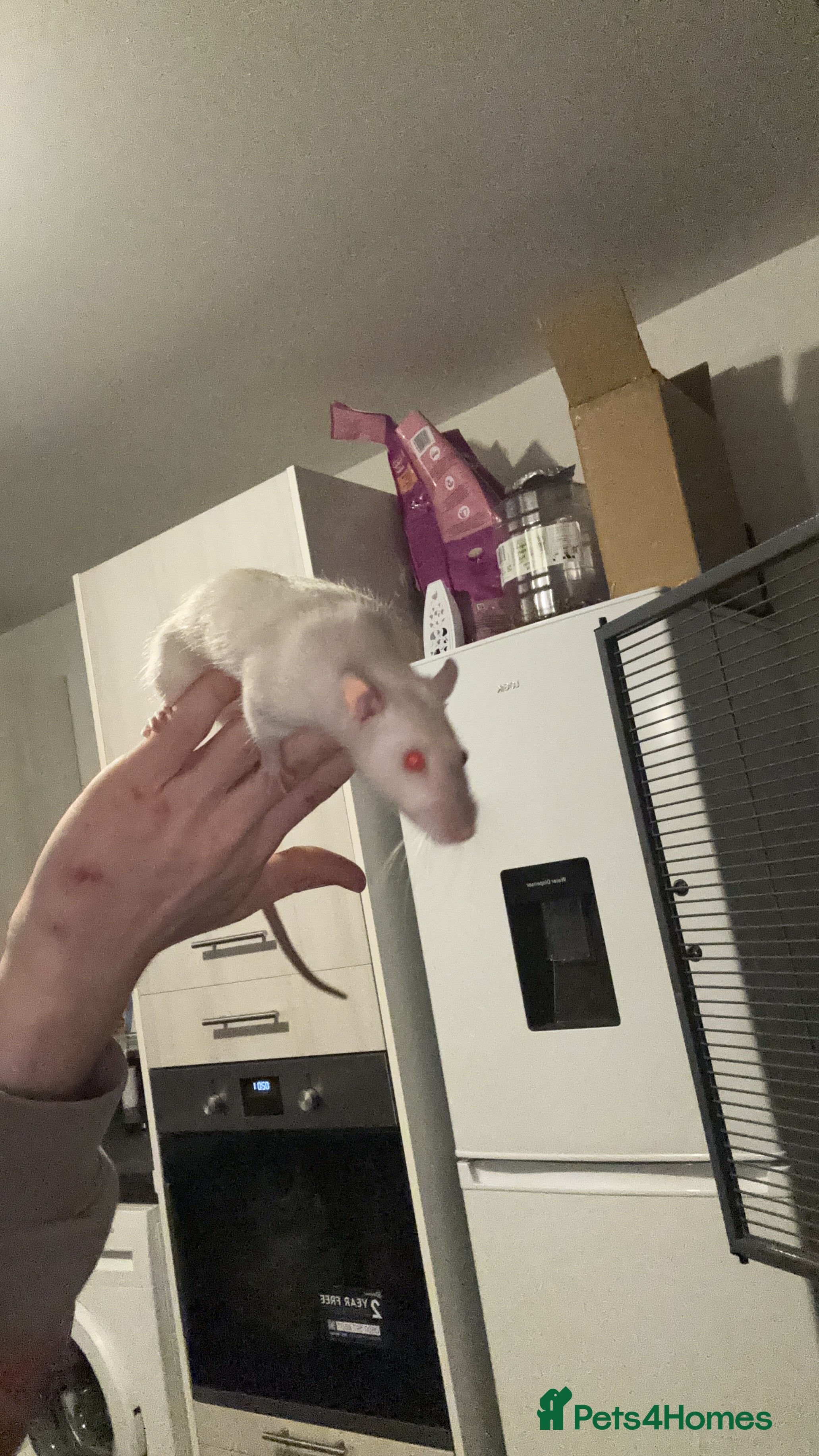 Rat rodents Pure bred Siamese X Dumbo litter due - Advert 16