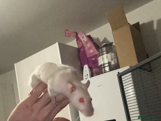 Rat rodents Pure bred Siamese X Dumbo litter due - Advert 15