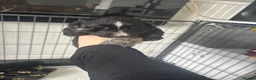 Mixed Breed dogs for sale: shollies - Advert 6
