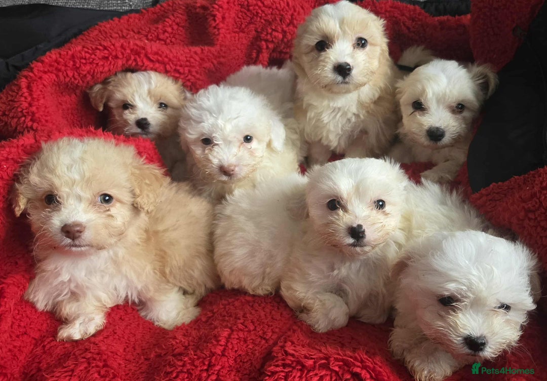 Mixed Breed dogs for sale: Bicton puppies - Image 1