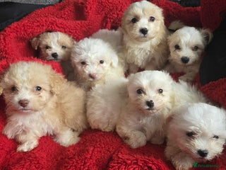 Mixed Breed dogs - Advert 3