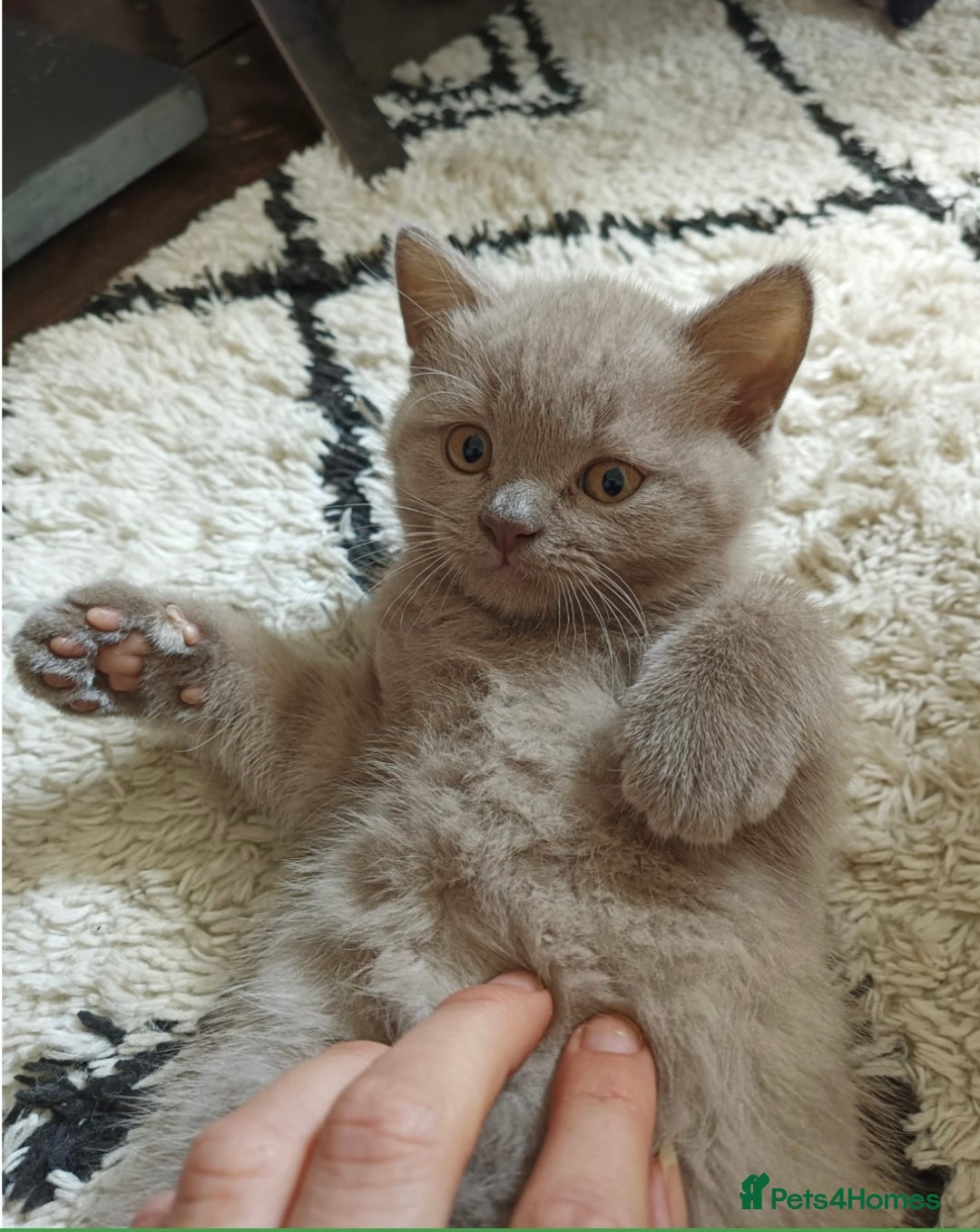 British Shorthair cats for sale: 3 beautiful pedigree British shorthair boys.  - Image 7