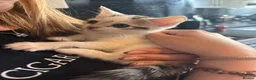 Domestic Shorthair cats for sale: 4 beautiful domestic shorthair kittens for sale  in Bradford - Advert 4