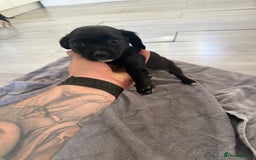 Mixed Breed dogs for sale: 🐶 Adorable 8-Week-Old Caverjack Puppies for Sale - Image 7