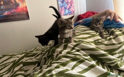 Mixed Breed cats for sale: Beautiful tabby kittens - Image 5