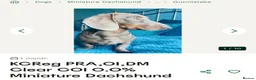 Miniature Dachshund dogs for sale: Miniature daschunds chocolate tan - Advert 7