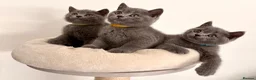 British Shorthair cats for sale: READY NOW ✨ British Shorthair Blue Kittens  - Advert 4