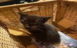 Mixed Breed cats for sale: Adorable Kittens  - Image 7