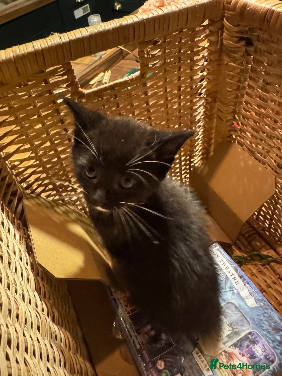Mixed Breed cats for sale: Adorable Kittens  - Image 7