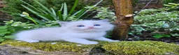 Ragdoll cats for sale: Ragdoll kittens  - Advert 3