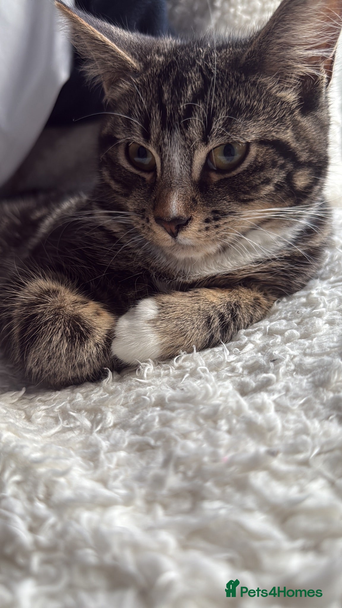 American Shorthair cats 1-Year-Old Tabby American Shorthair – Kylie - Advert 2
